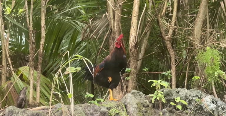 Government ramps up efforts to control feral chickens