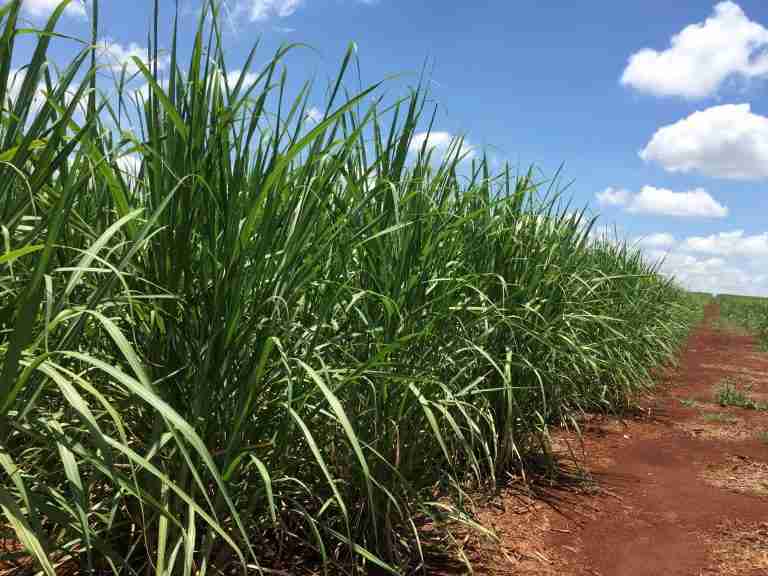 World food prices rose in February on back of sugar rush, UN’s FAO says