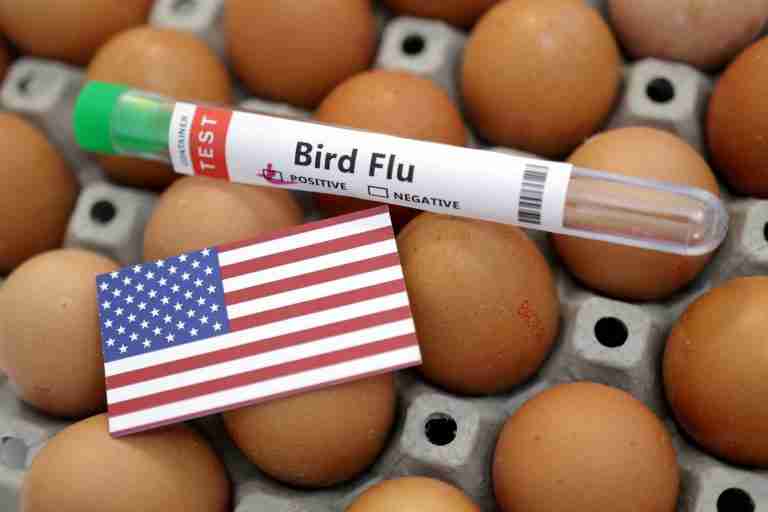 US turns to Brazil for eggs and considers other sources during bird flu outbreak