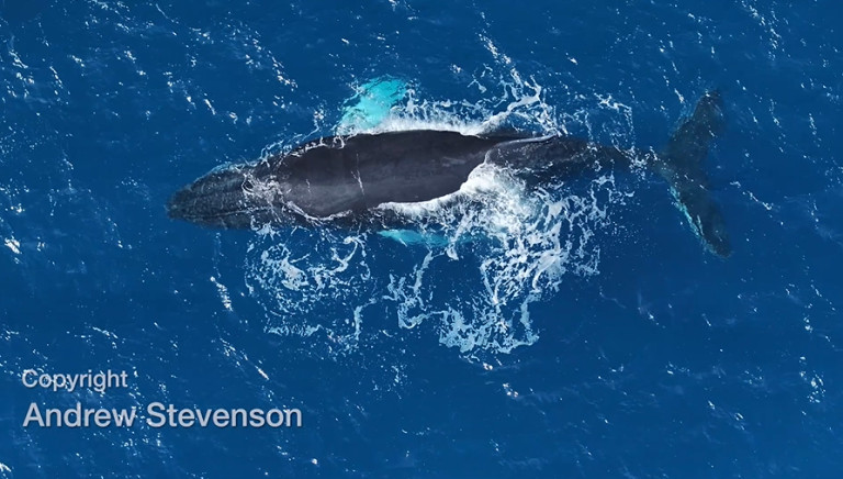 Respect the giants, warns whale expert