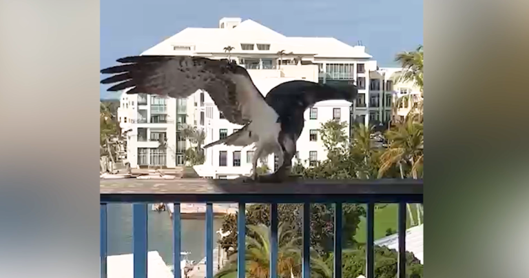 Raptor feasts on fish from city balcony