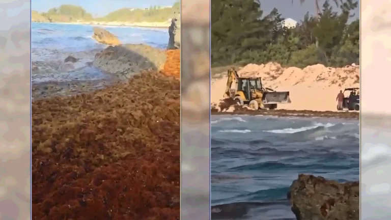 No need for alarm over seaweed surge