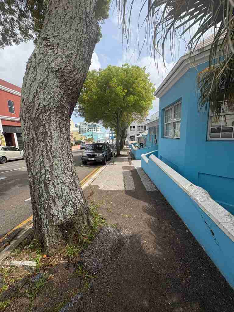 Ten mahogany trees to be felled