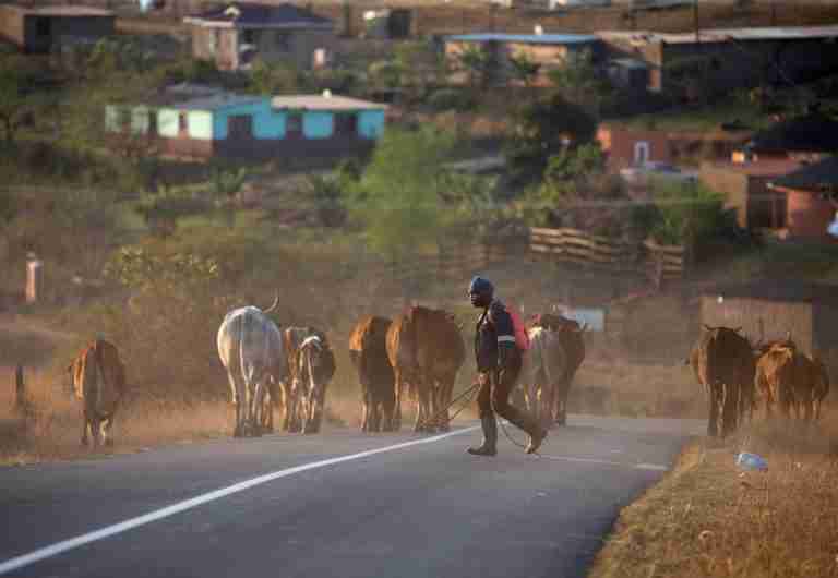 South Africa to ramp up vaccinations as foot-and-mouth disease spreads
