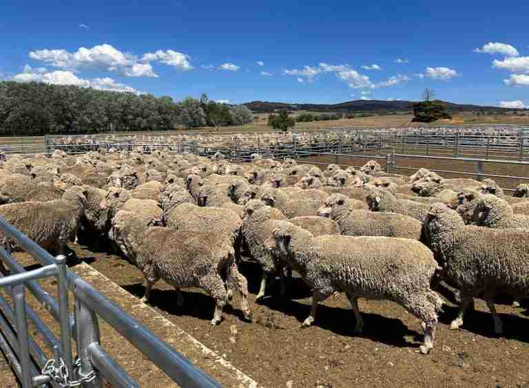 Australia cashes in on record sheep prices as meat exports surge