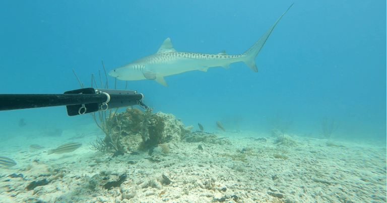 Marine scientists document Bermuda’s ocean biodiversity