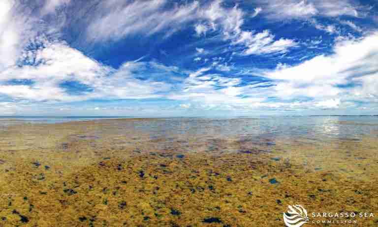 Renewed call for joint push to protect Sargasso Sea