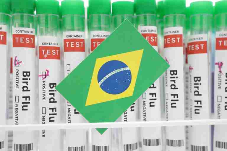 Factbox-Which countries restrict Brazilian chicken imports over bird flu?