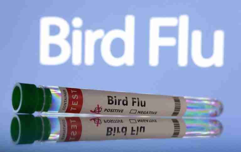 South Africa reports H5N1 bird flu on poultry farms, international agency says