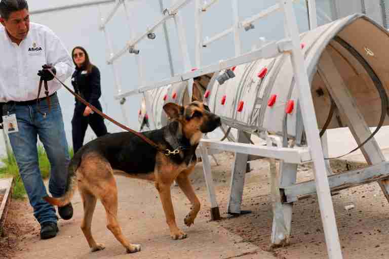Sniffer dogs help Mexico fight the flesh-eating screwworm