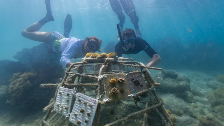 Reef project could help shield Causeway from storms