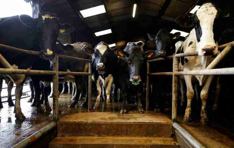 Britain cancels extra border checks for animals ahead of UK-EU deal