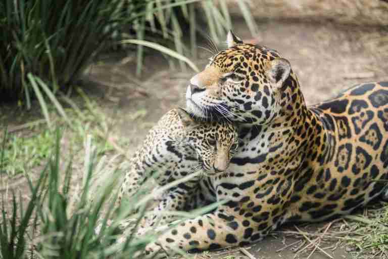 Mexico’s jaguar population is up 30% since 2010, but still at risk