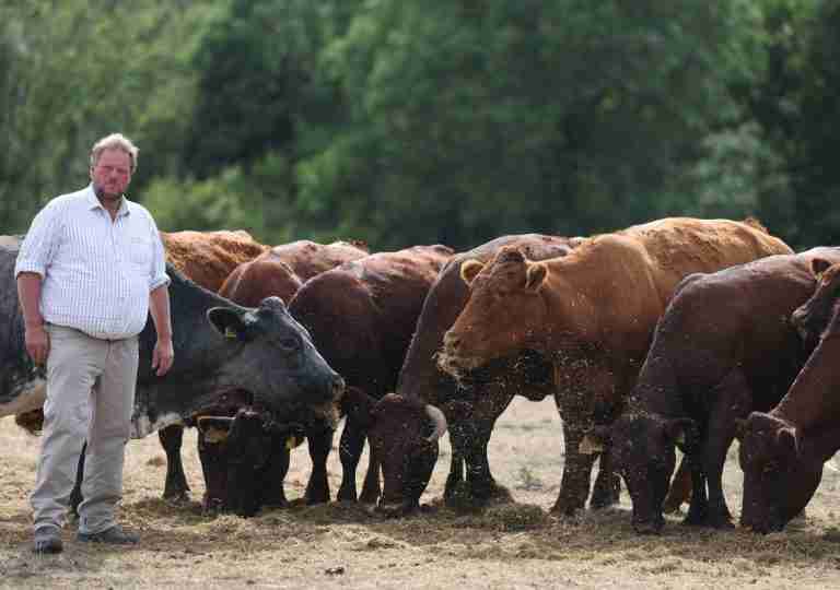 Drought leaves UK beef farmers scrambling to feed hungry herds
