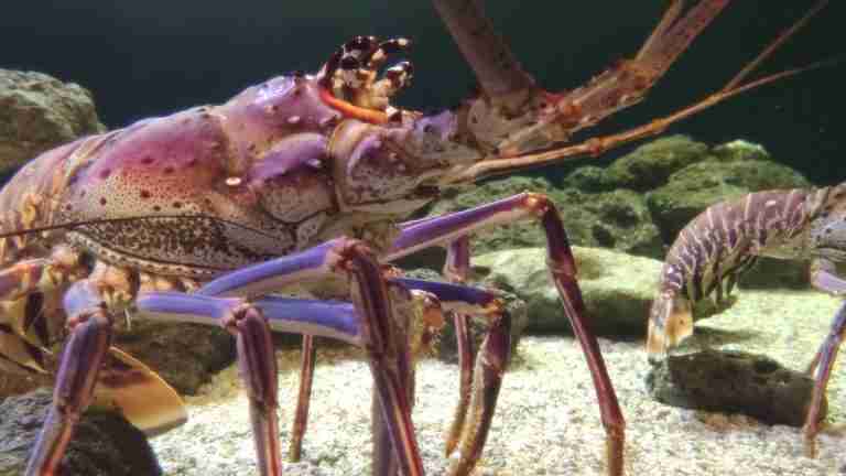 Cap on lobster licences remains at 75