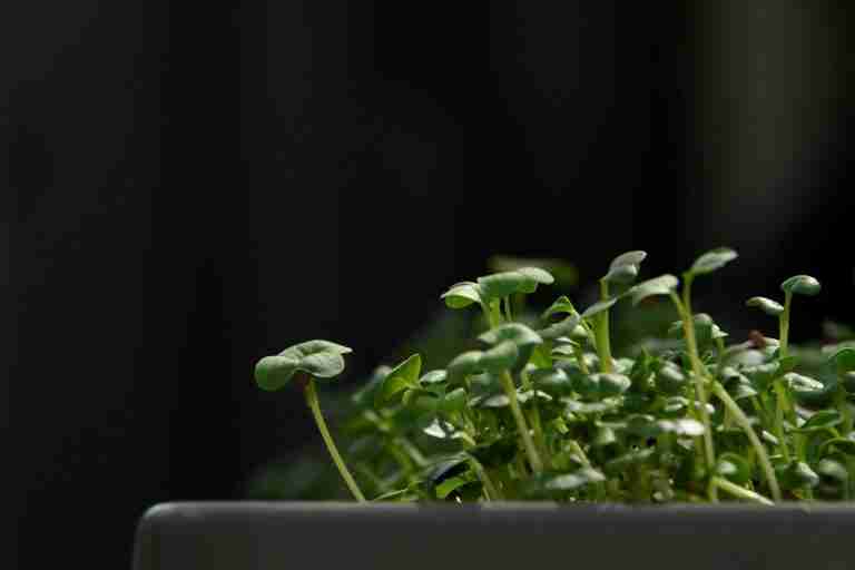 Cuban start-up grows microgreens and dreams big