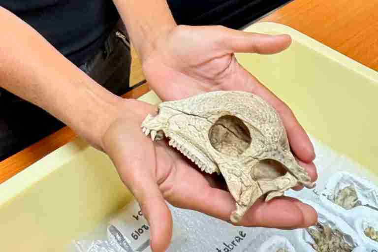 Best fossil of a dome-headed dinosaur is unearthed in Mongolia