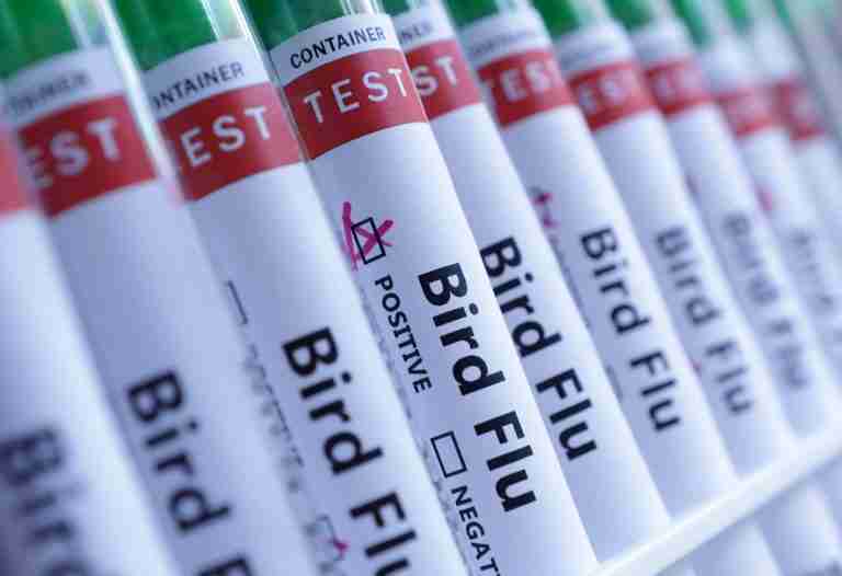 Poland reports bird flu outbreak on farms in north, WOAH says