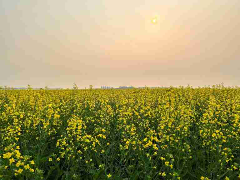 The unexpected upside of Canada’s wildfires