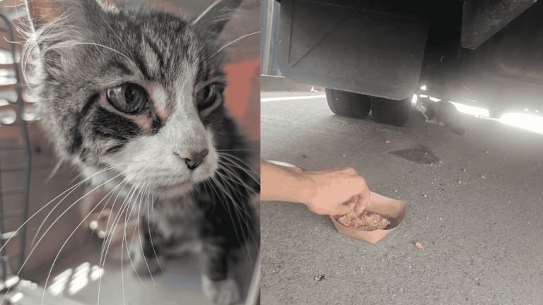 Bermuda cat found under Amazon truck in NY