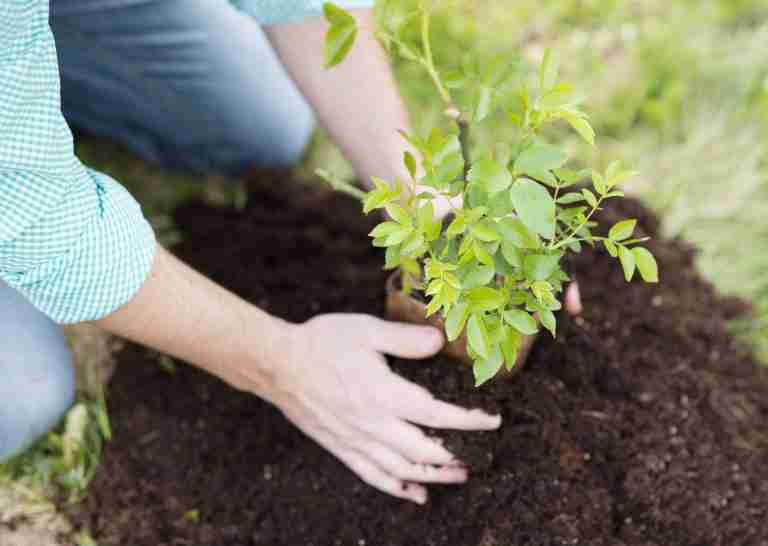 Do you have green fingers?