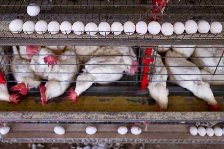 EU to block Brazil animal product exports from September
