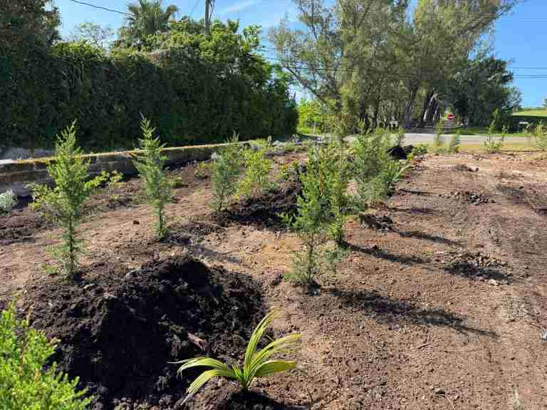 ‘Little pockets of biodiversity’ adding up across Bermuda