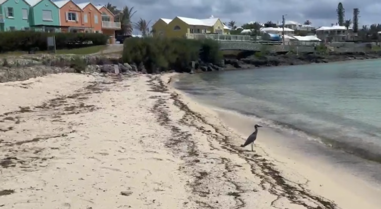 Cause of dead fish at Shelly Bay under investigation