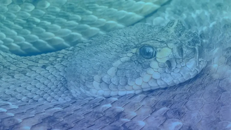 Rattlesnake sighting reported in Southampton
