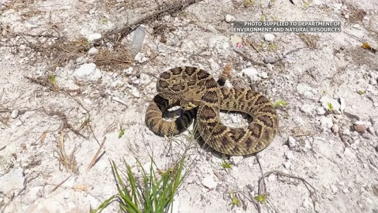 Government explores outside help in rattlesnake search