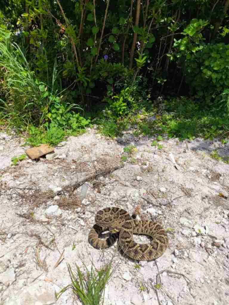 No snake found after extensive search 