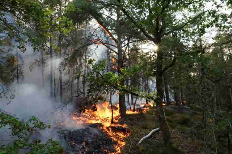 Firefighters battle Fontainebleau forest fire near Paris as two arrested