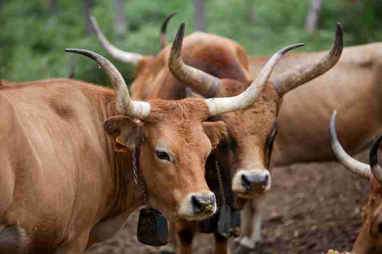 In wildfire-ravaged Spain, farmers revive native sheep and cows to graze on flammable plants