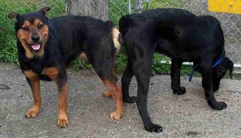 ‘Only one-in-four dogs are licensed’