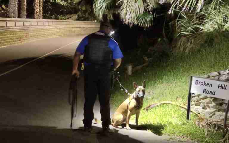 Police seek to trace lone biker after shots fired