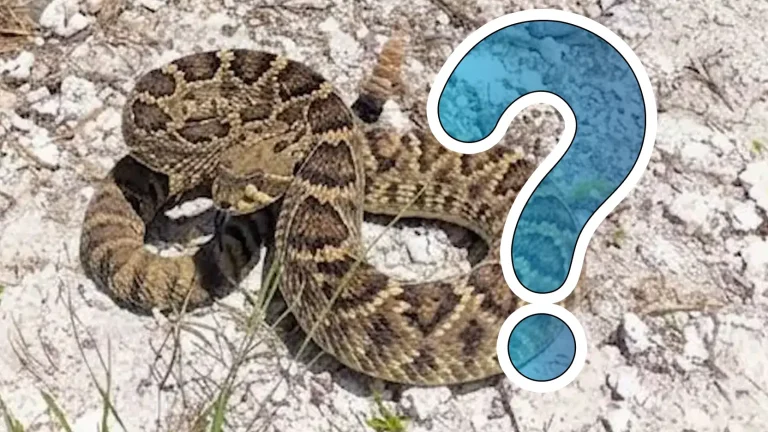 ‘No evidence’ of rattlesnake in Southampton