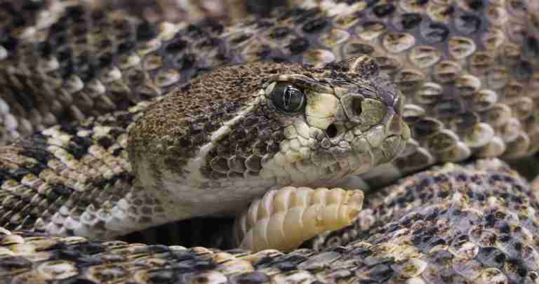 Snake-detecting dogs will search Gibbs Hill area