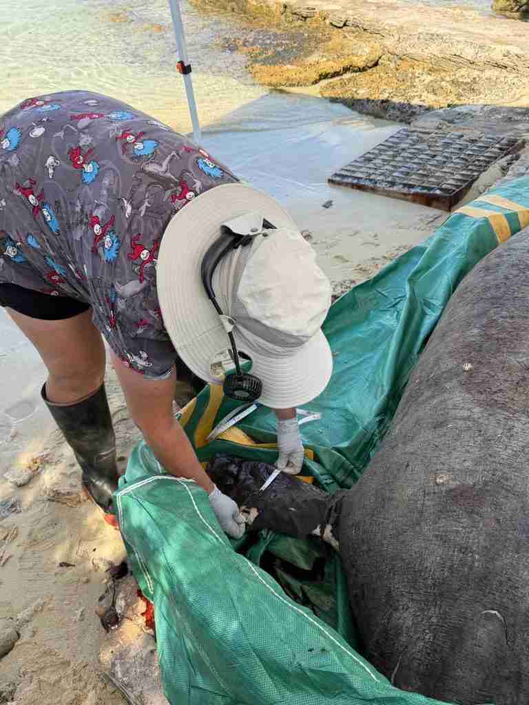 ‘Severely emaciated’ manatee’s cause of death under investigation