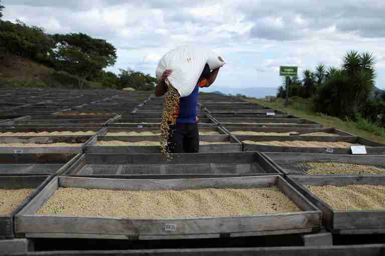 EU deforestation law to force compliance even on non-EU coffee supply chains, study finds